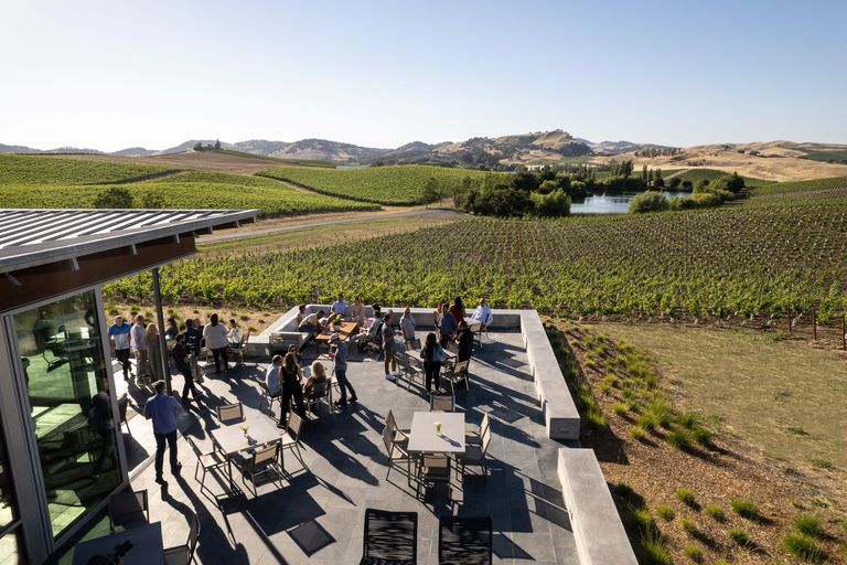 Vineyard view of Cuvaison Los Carneros