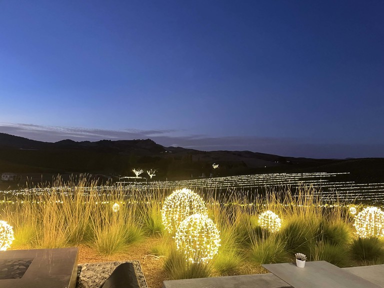 Lights in the vines