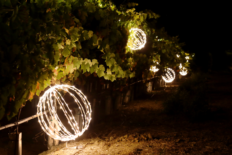 Ball lights in vineyard