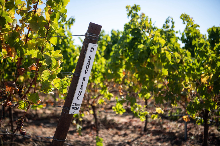 A Sauvignon Blanc vineyard
