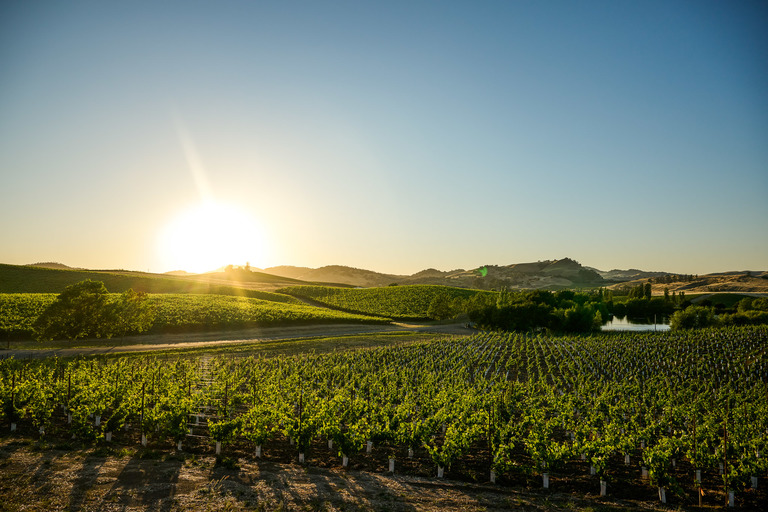 Cuvaison vineyard at sunset