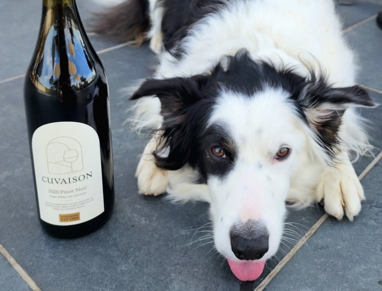 A black and white dog lies next to a wine bottle on a patio