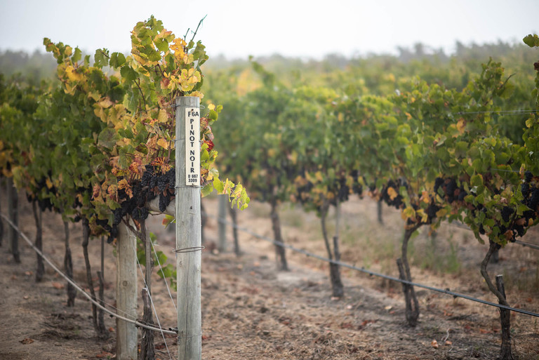 A foggy vineyard of Pinot Noir