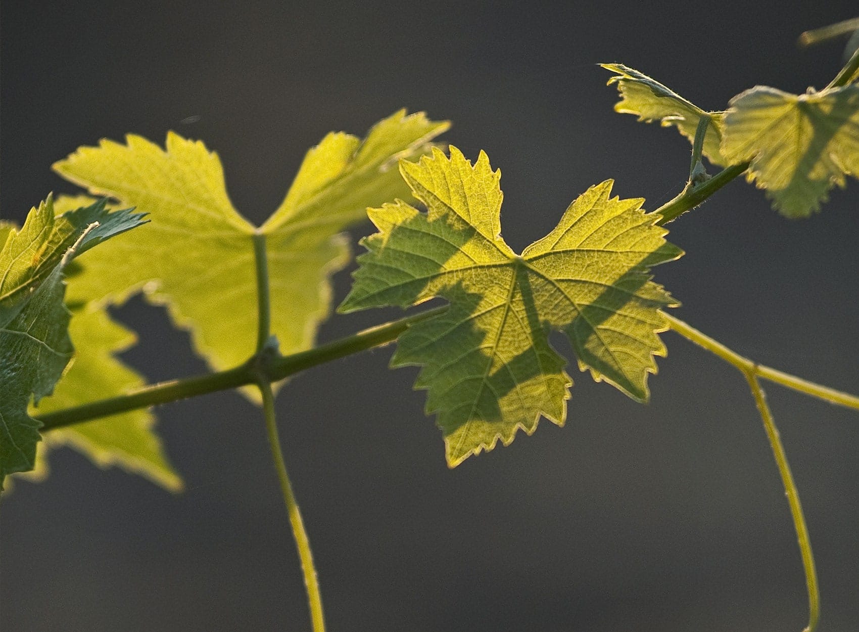 green winemaking practices