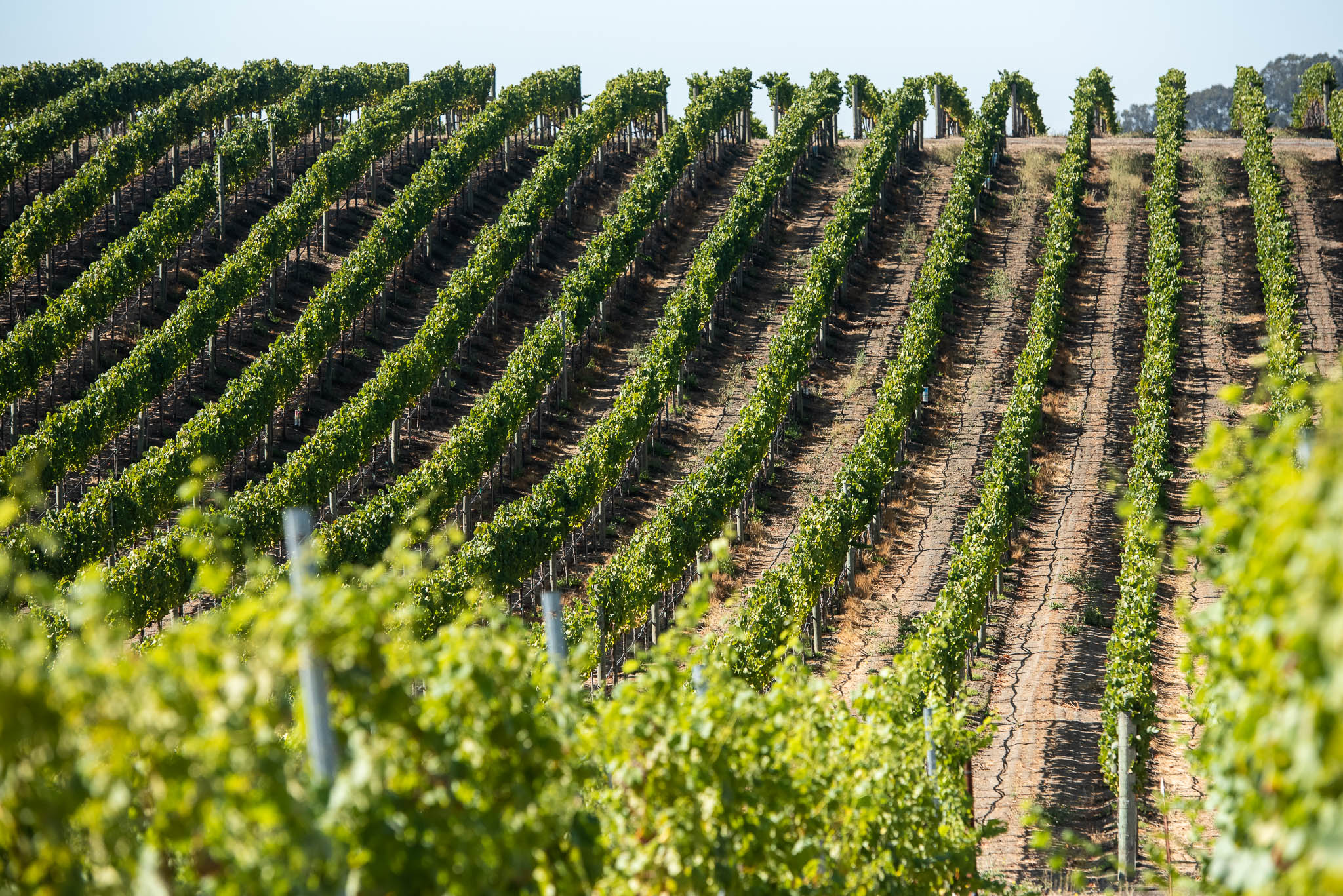 Birds eye view of Cuvaison vineyard and tasting room, looking out towards estate pond